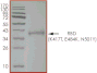 Product Element Image